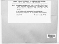 Abortiporus biennis image